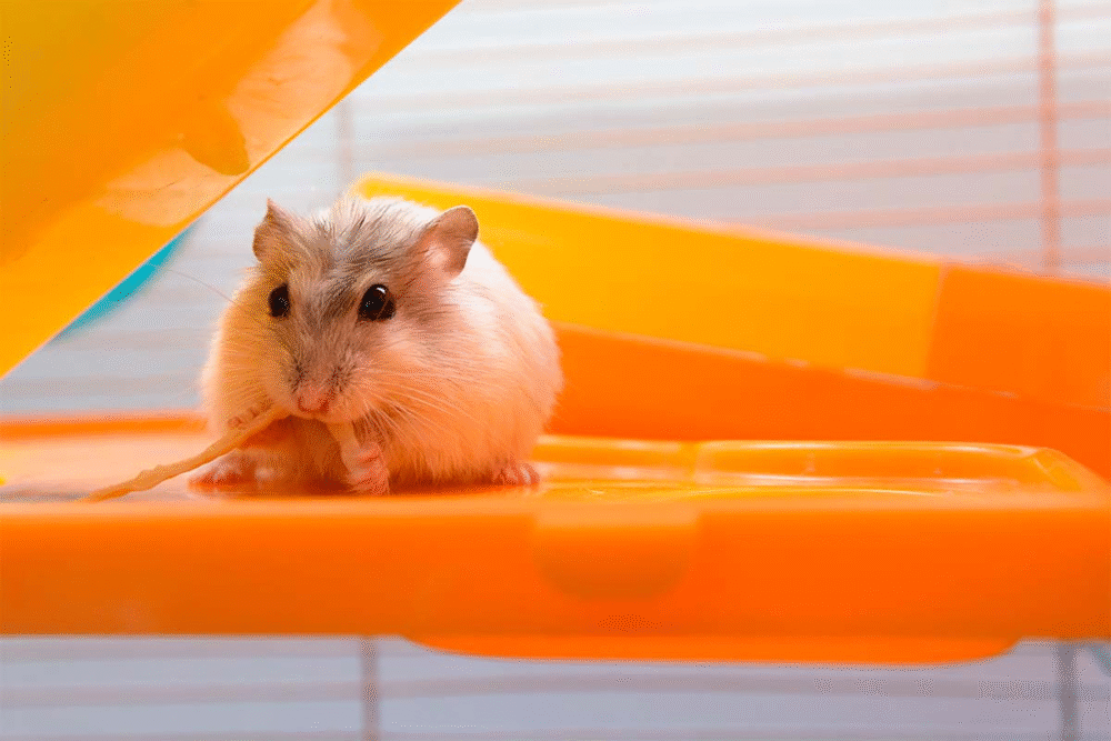 prendre soin d'un hamster