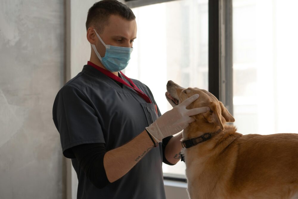visita al veterinario
