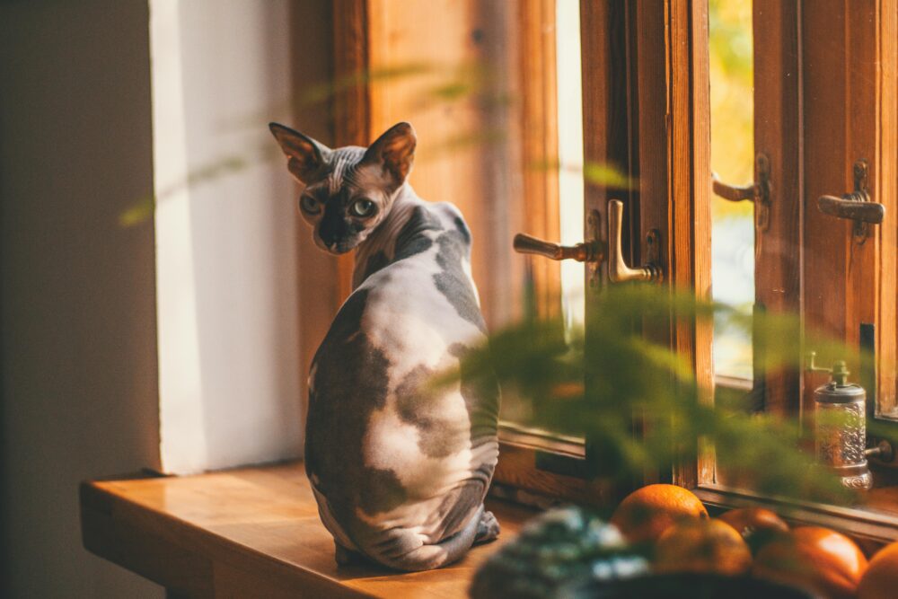 gatos y ventanas