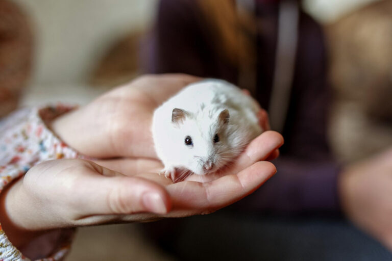 prendre soin d'un hamster