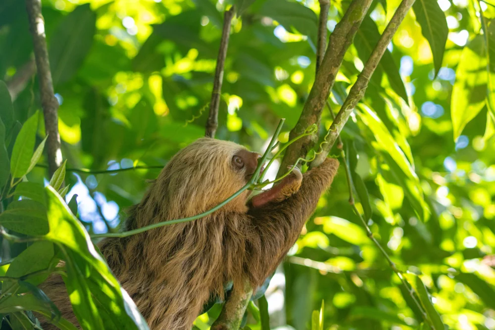 Perezoso colgado de la rama de un árbol en la selva