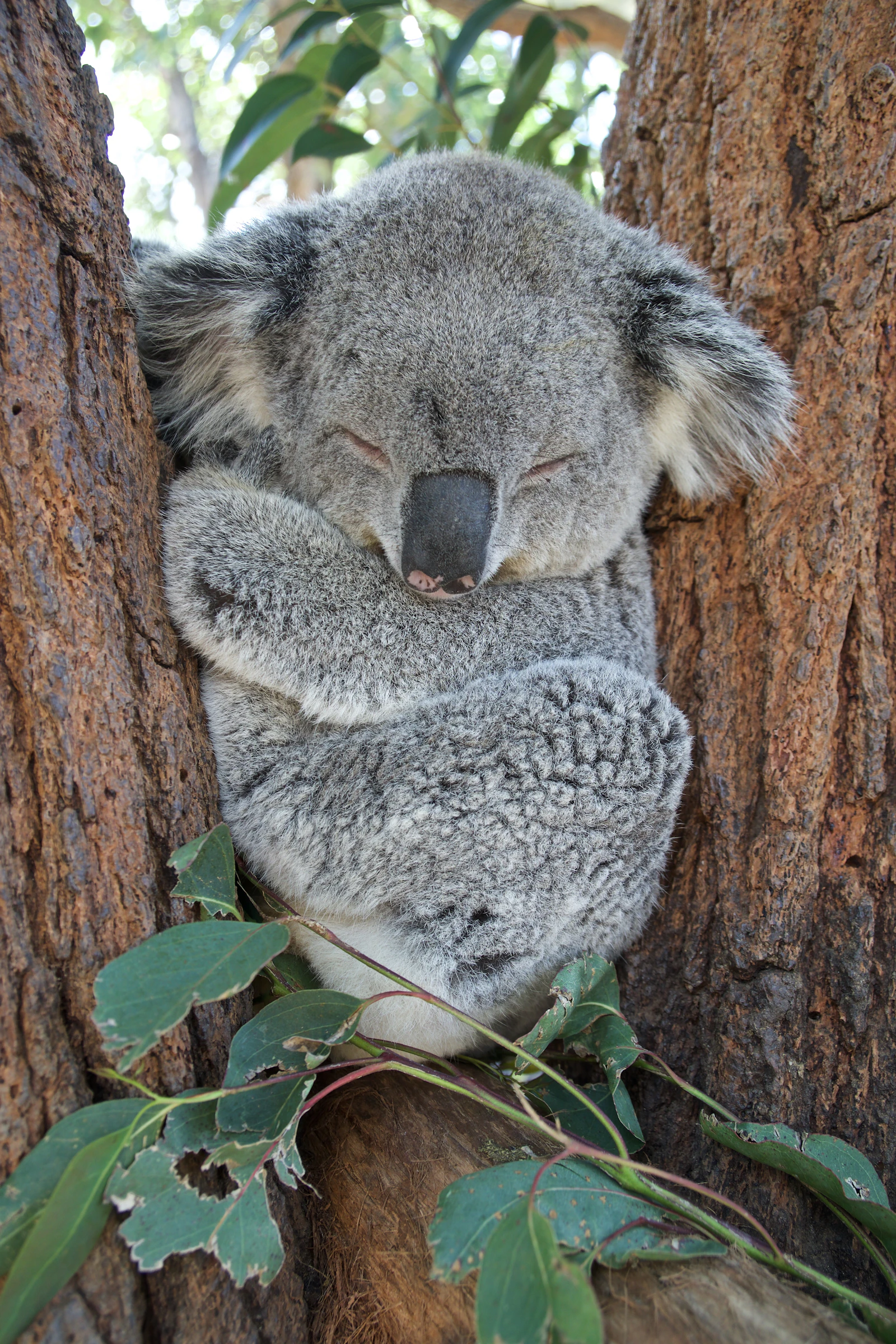 Koala dormido abrazado al tronco de un eucalipto