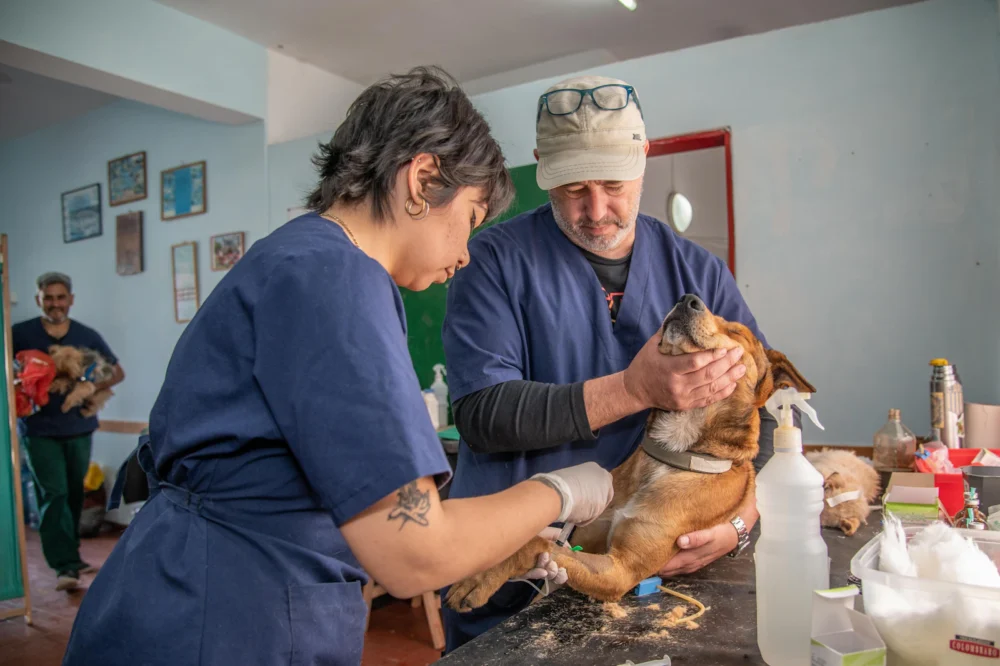 Veterinaria revisando la cabeza de un perro en la consulta