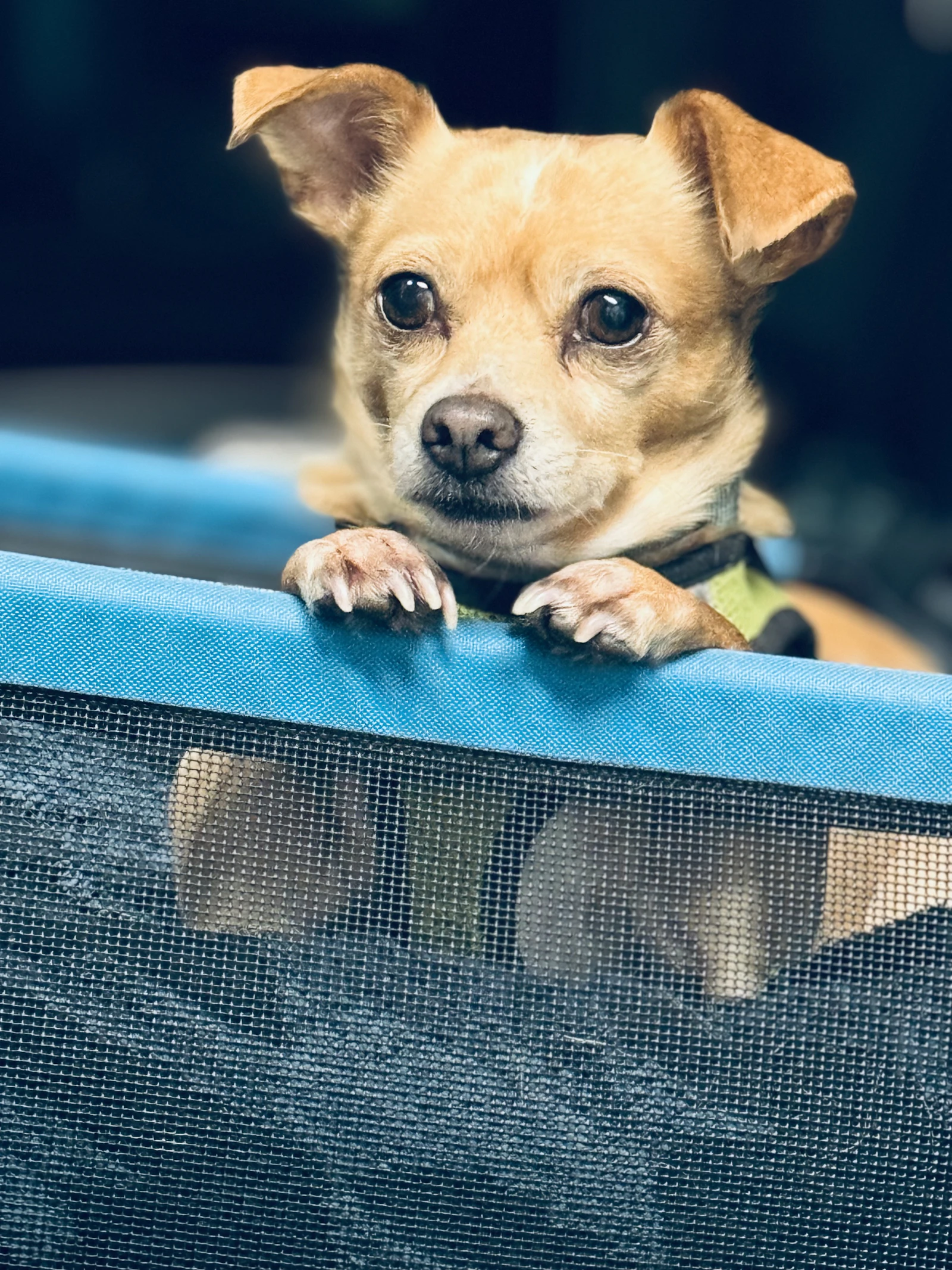 Perro pequeño dentro de un transportín abierto