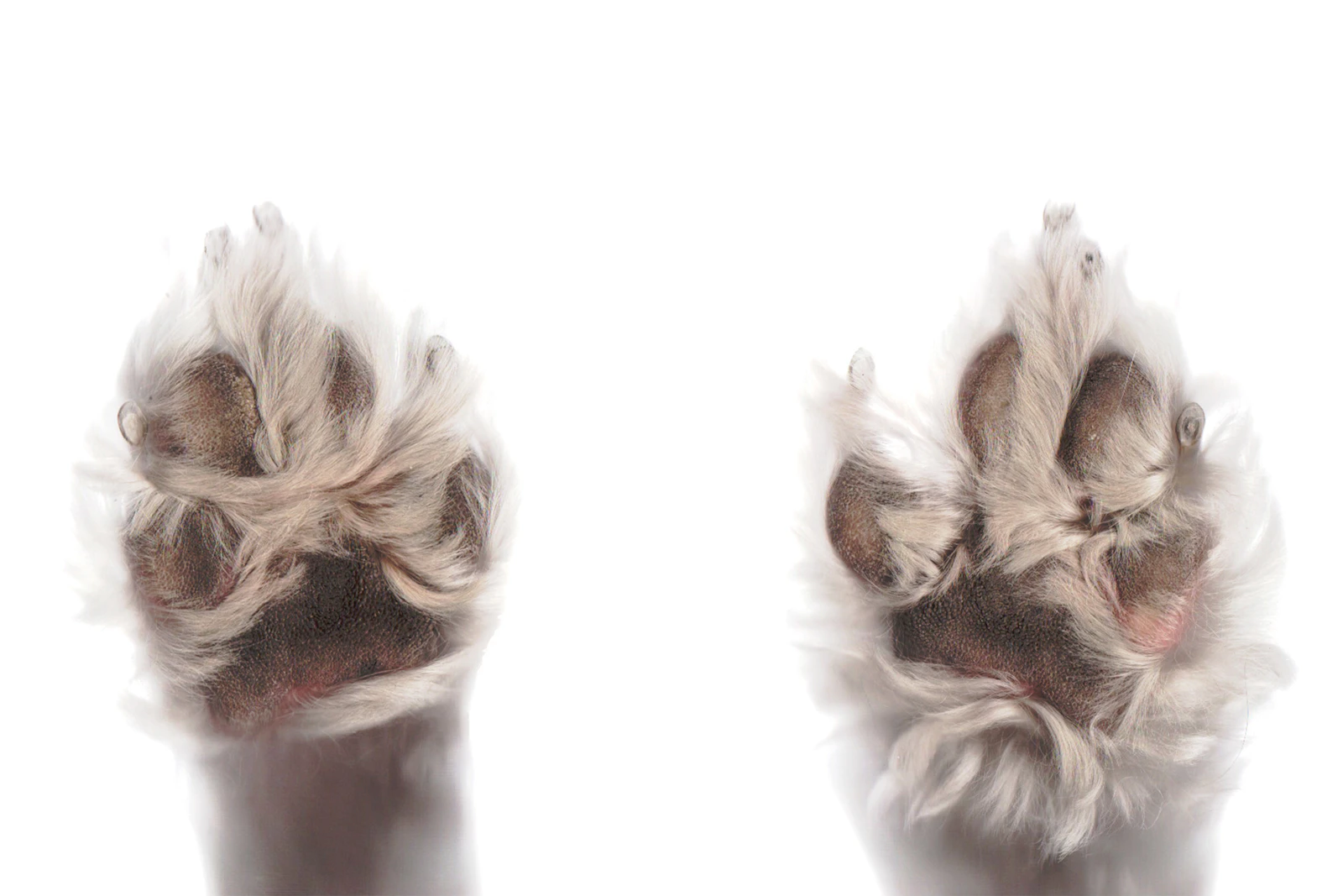 Primer plano de la pata de un perro con las uñas visibles