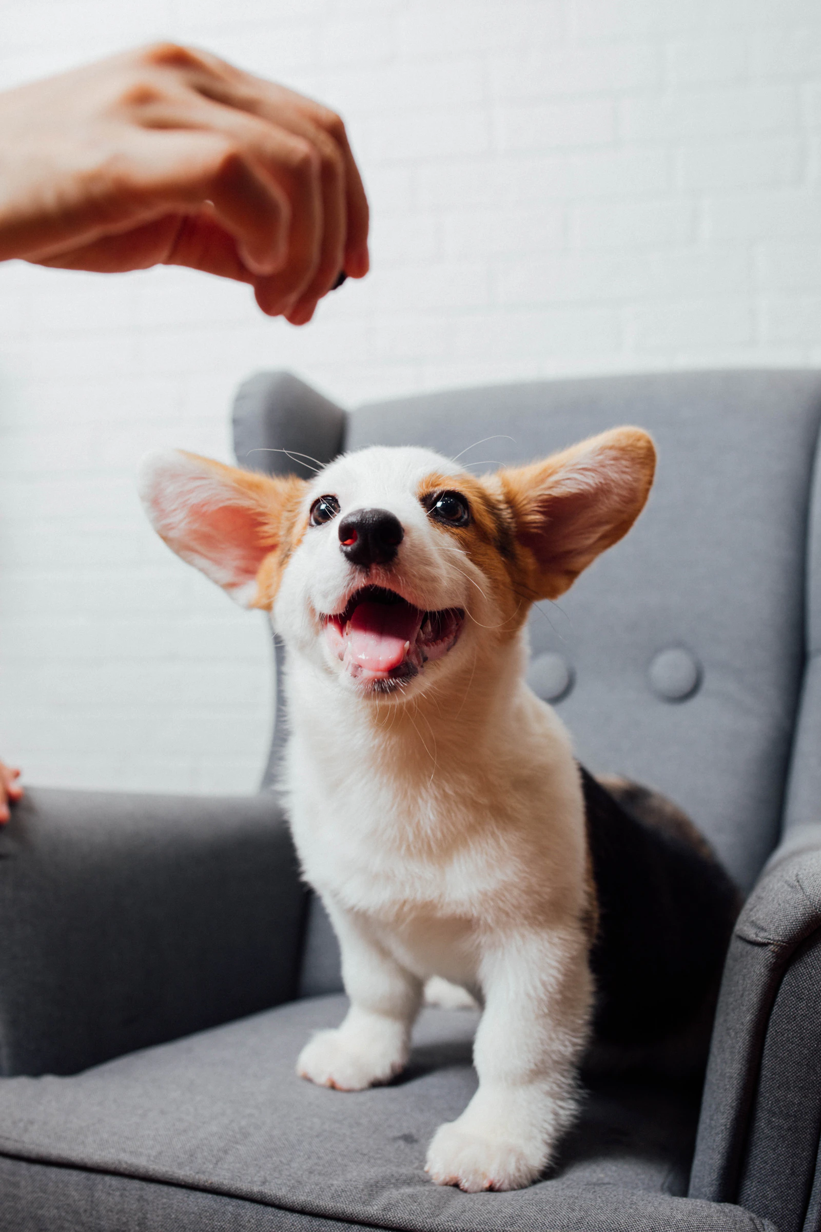 Perro recibiendo un premio de la mano de su tutor